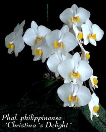Phalaenopsis philippinense - Fowlie & C.Z.Tang 1987